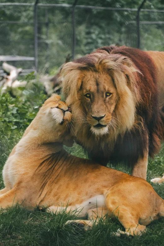 there is an adult lion standing over a young lion