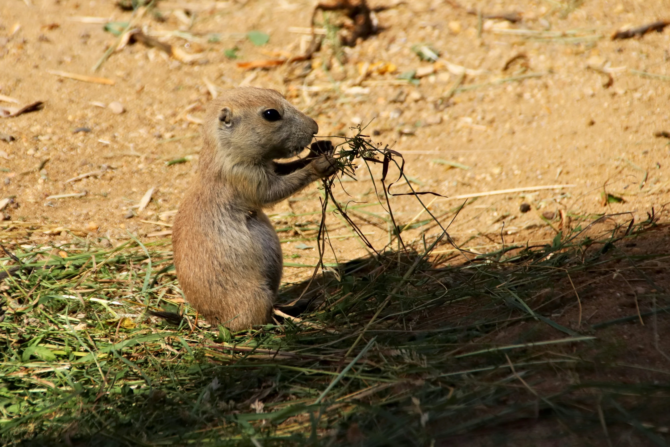 a ground squirrel holds its front paws and looks at the camera