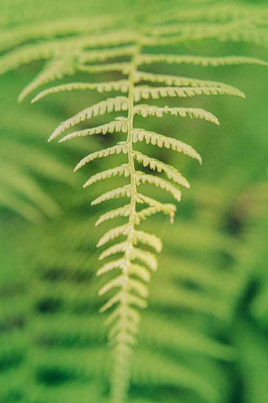 a green fern leaf with white highlights