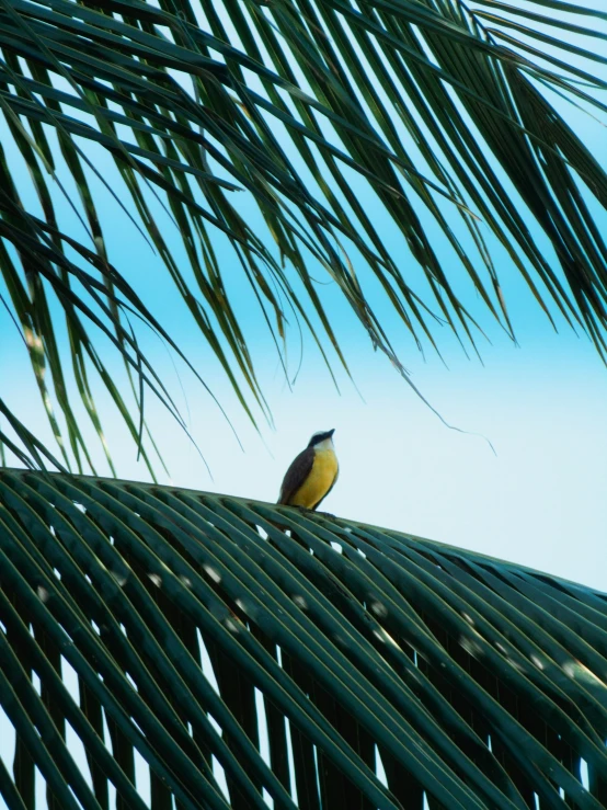 small bird sitting on top of a palm leaf in the sun