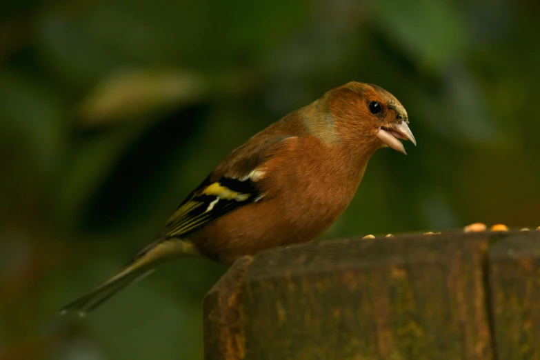 a small bird sitting on top of a wooden bench