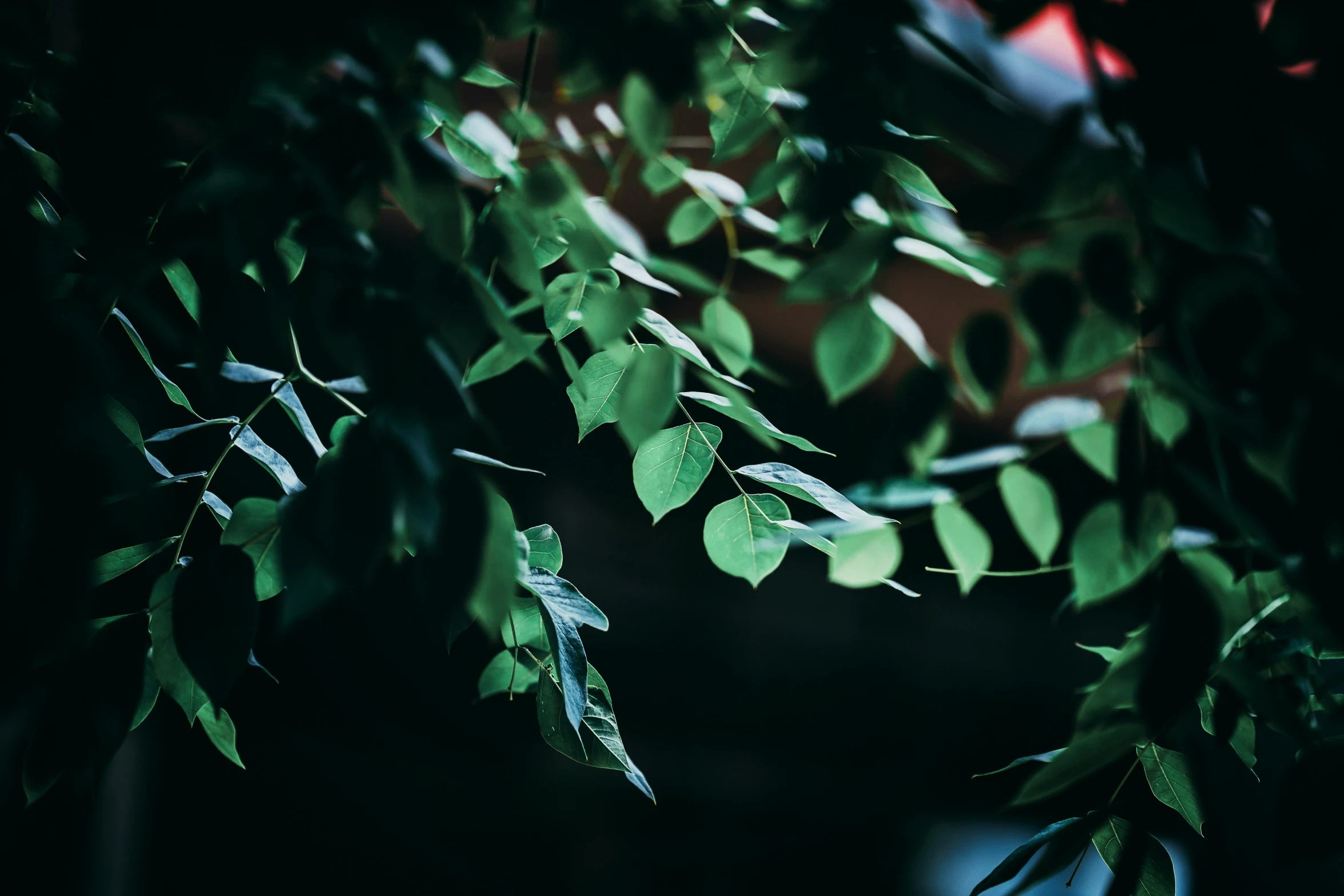 a tree nch with green leaves in the dark