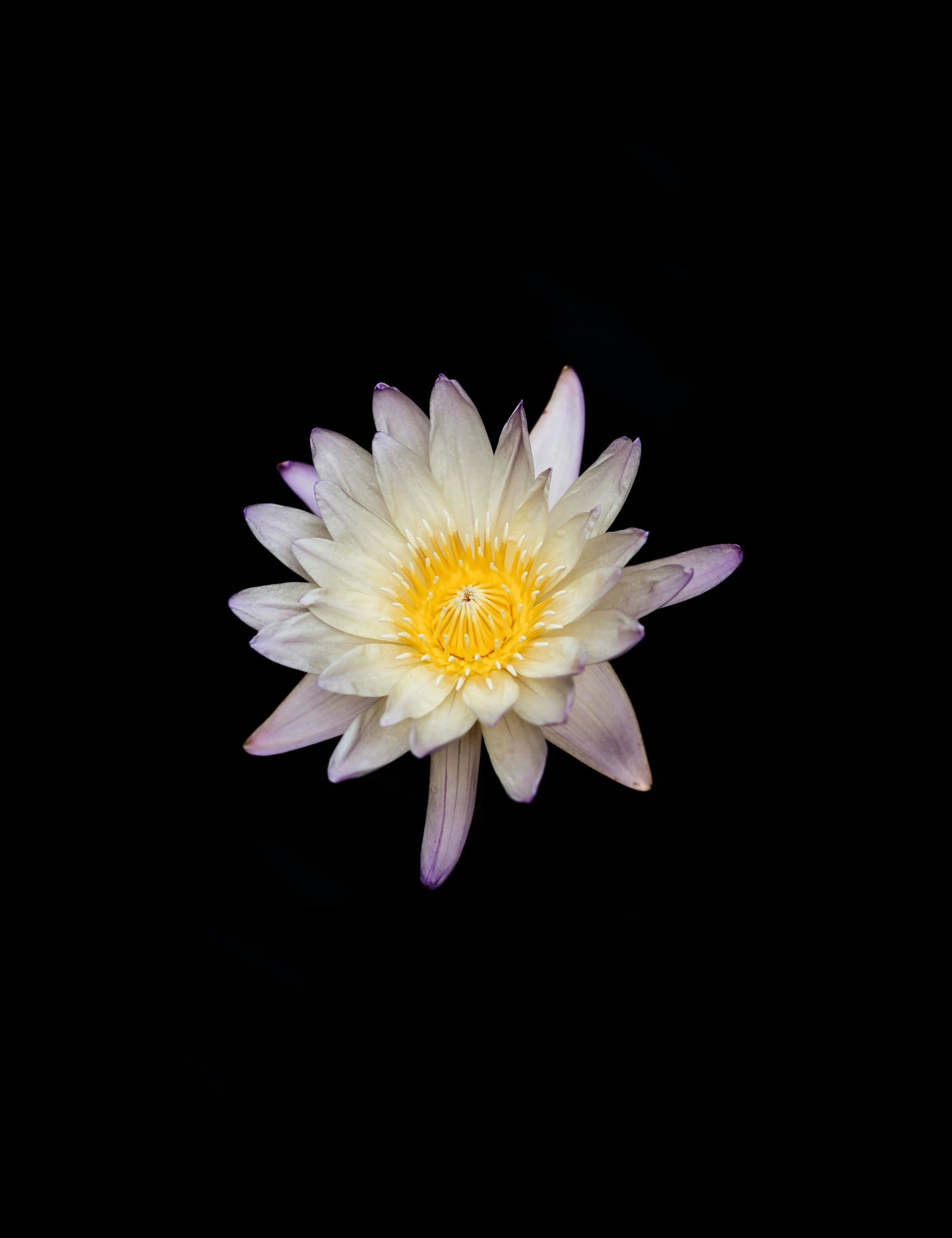 a yellow flower floating on top of water