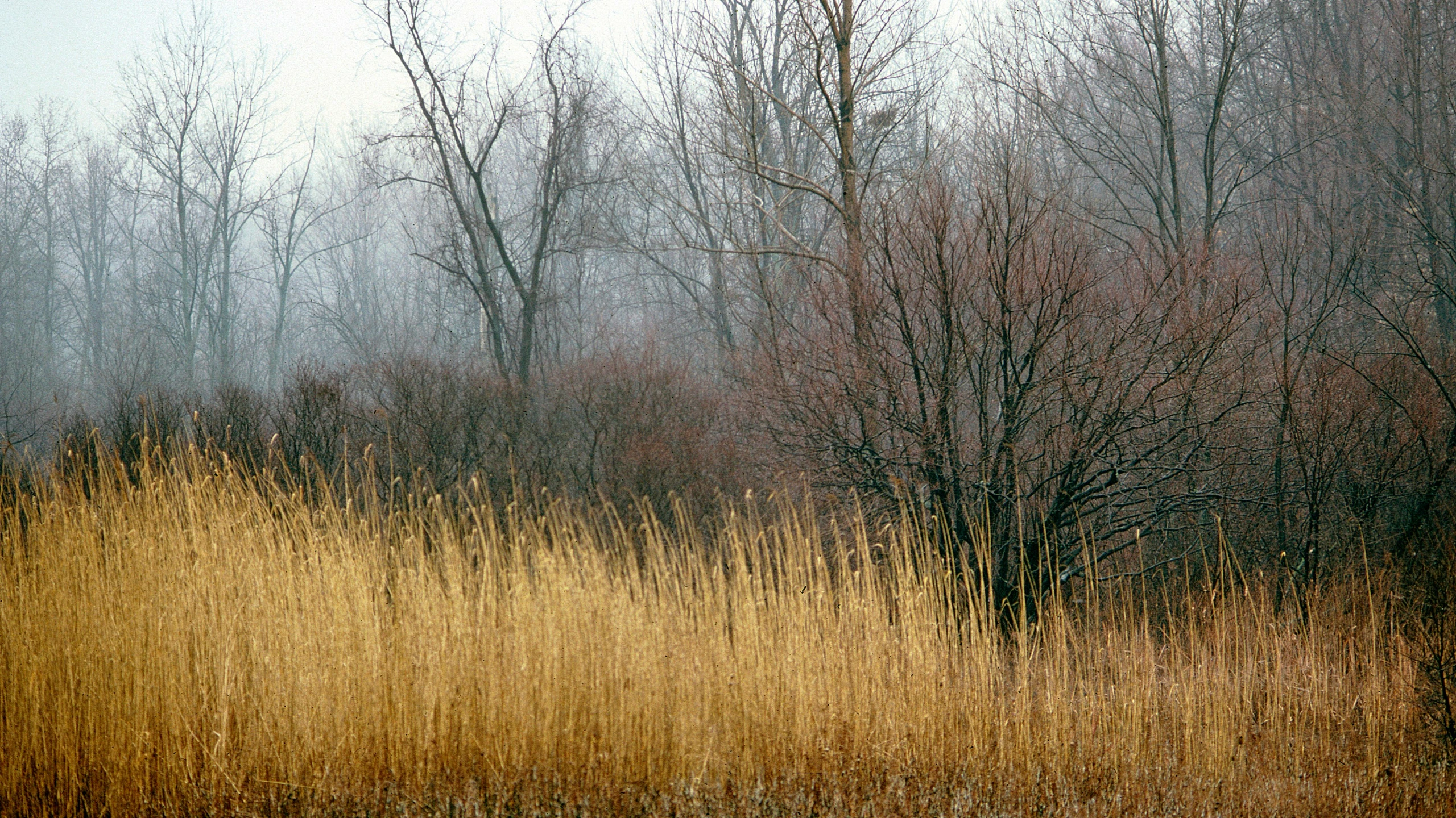 trees, bushes and grass in a misty scene