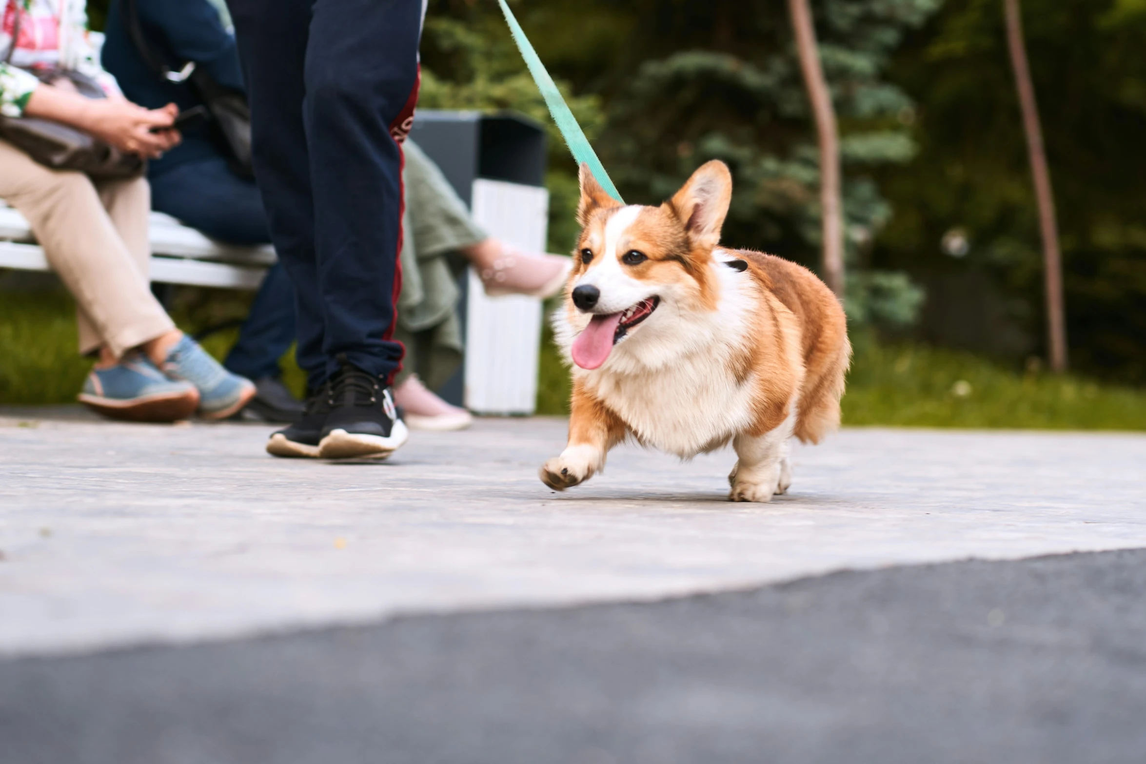 a corgi dog is being walked by people