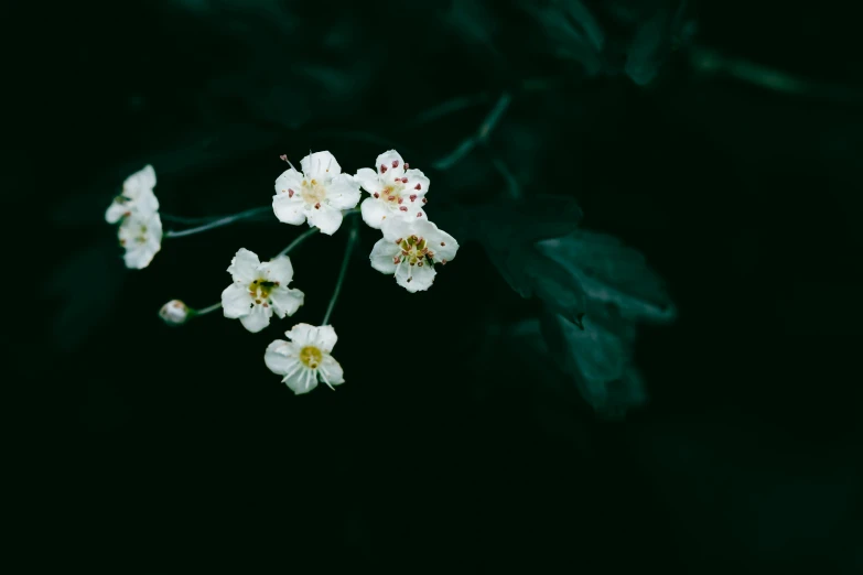 some white flowers with a dark background