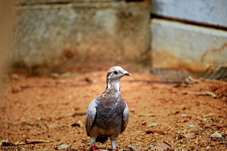 a bird standing on top of dry grass