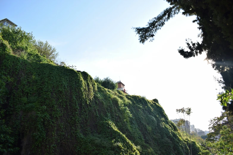 the hill has many green plants growing up and down it