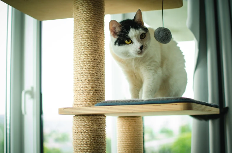a white and black cat on a scratching post