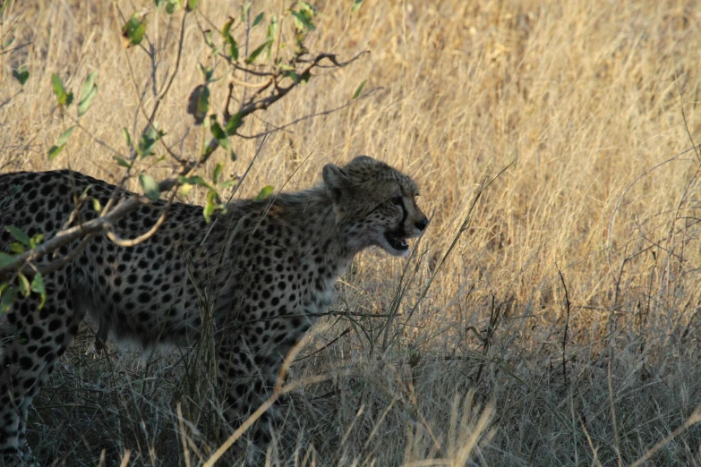 a leopard walking across a field next to dry grass