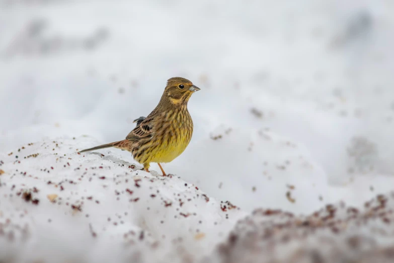 a little brown and yellow bird in the snow