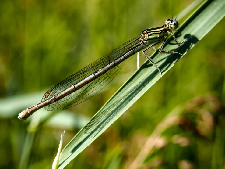 there is a large dragon with a long tail sitting on top of a leaf