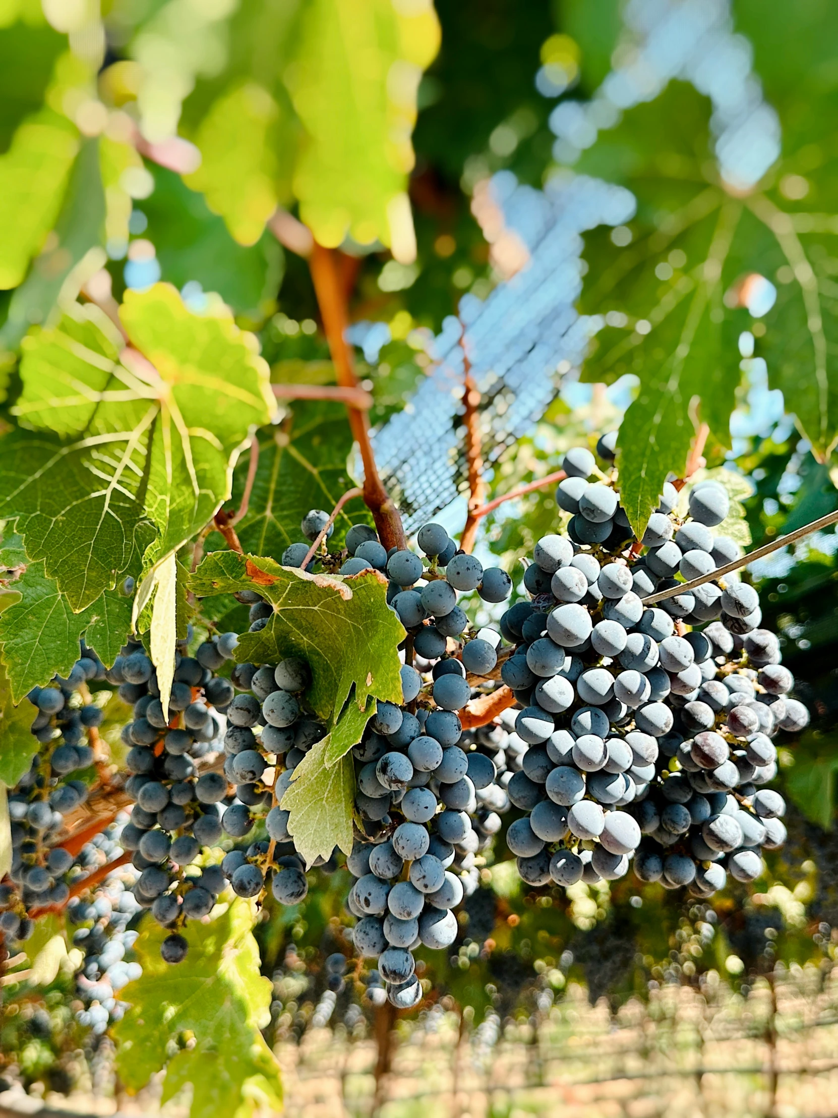 several bunches of gs growing on a tree