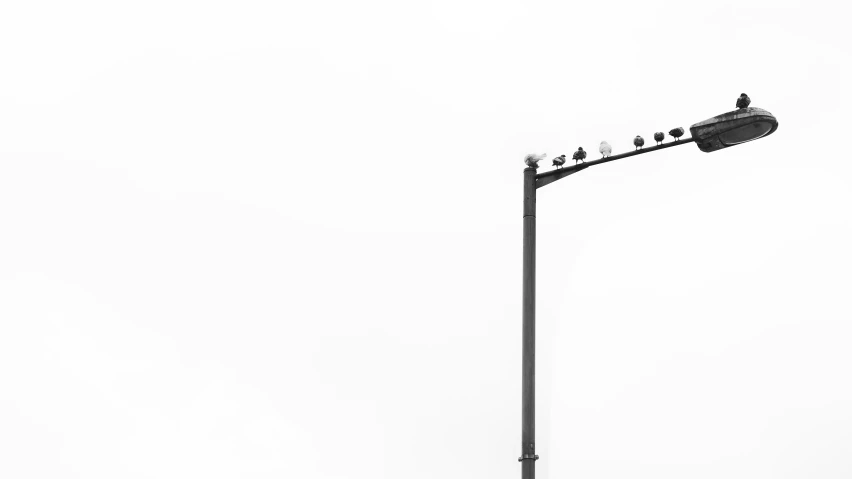 several birds sitting on top of a street light