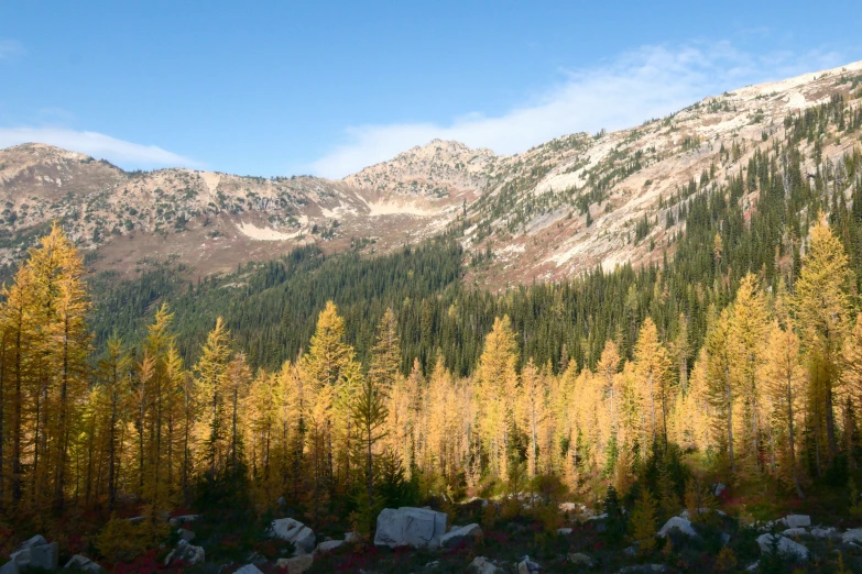 the forest has no leaves on it in the fall