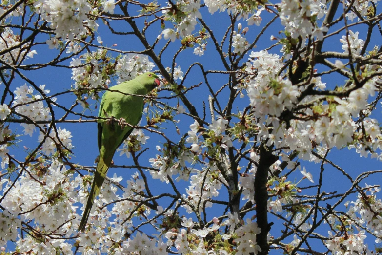 a green parrot perched on top of a tree