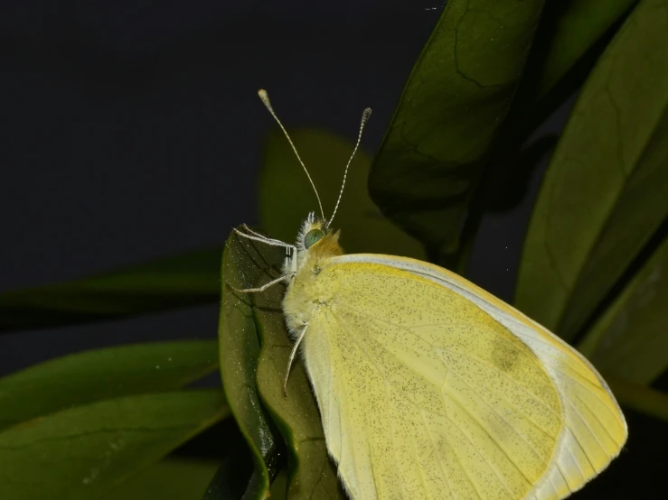 a white erfly sitting on top of a plant