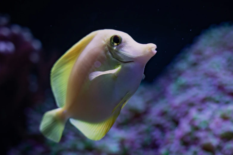 a large fish swims in an aquarium tank