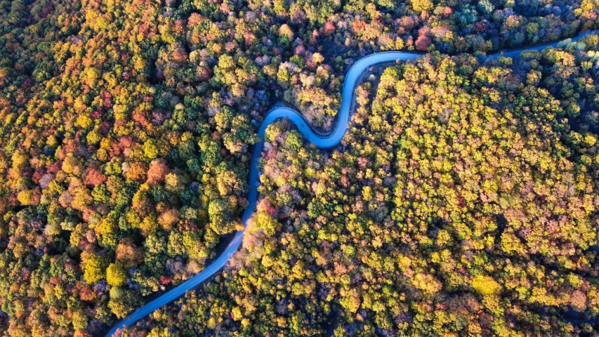 aerial s of the river and forest from above