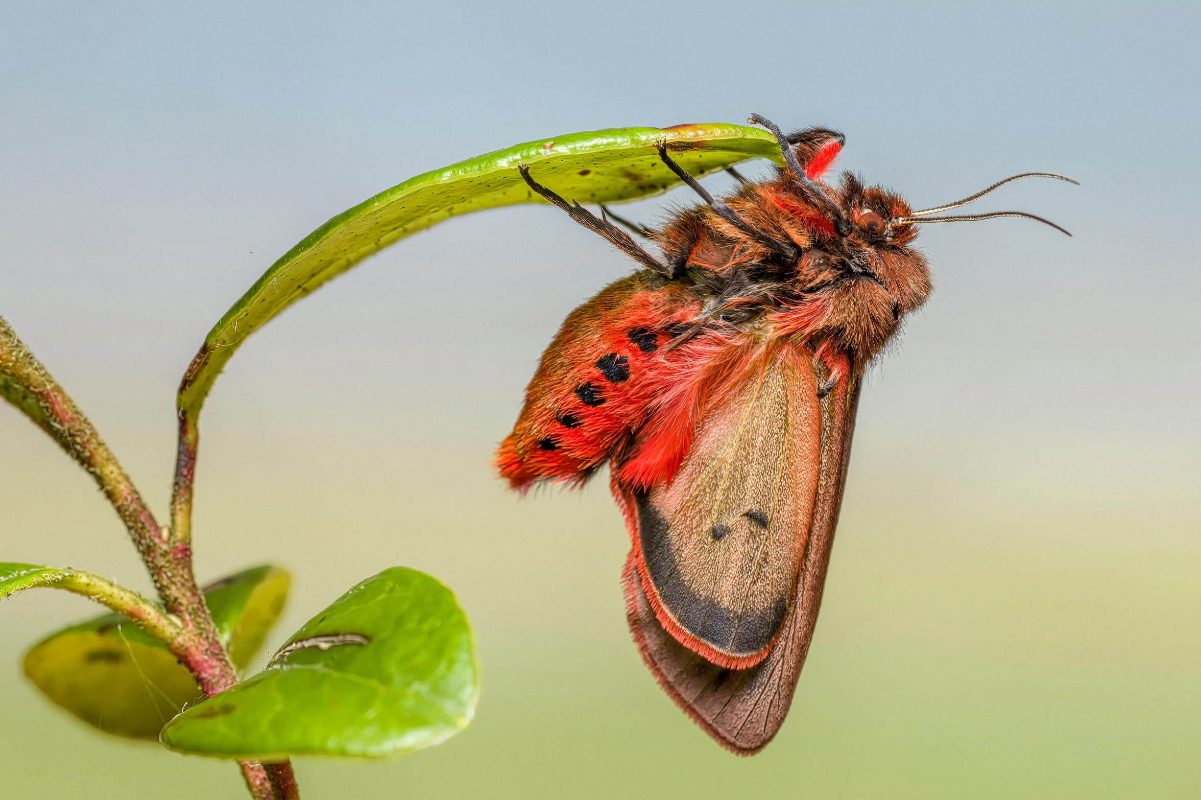 a close up of a bug on a leaf