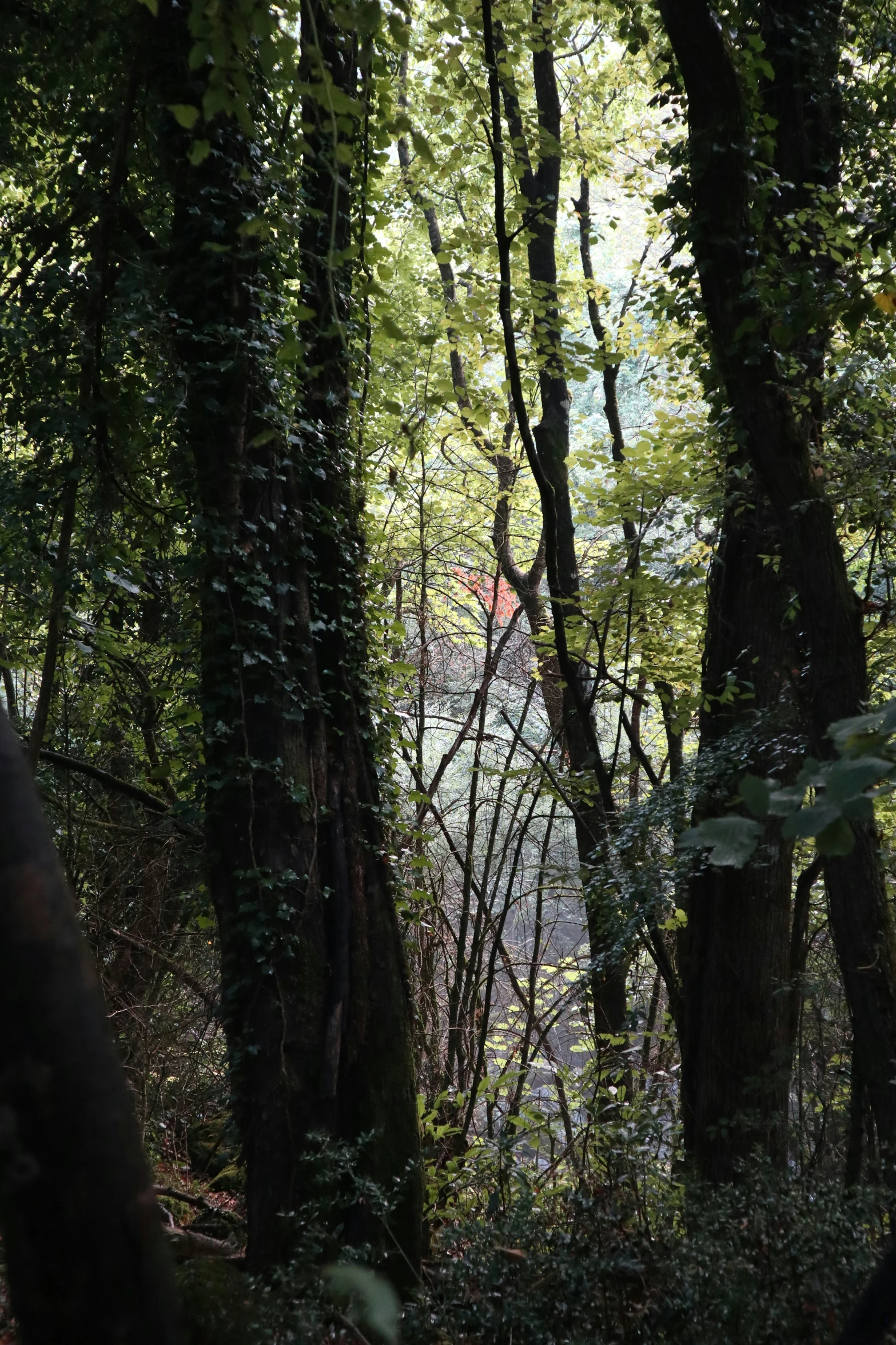 an animal walking in the middle of a green forest