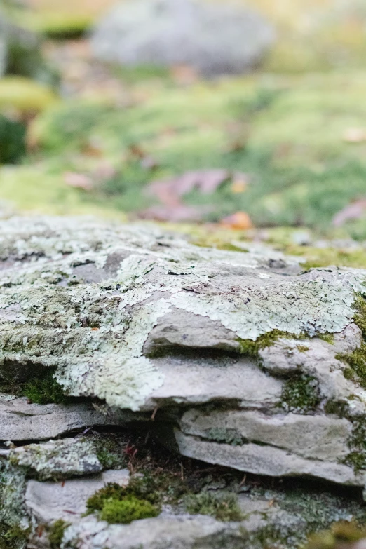 a close - up po of rocks and moss