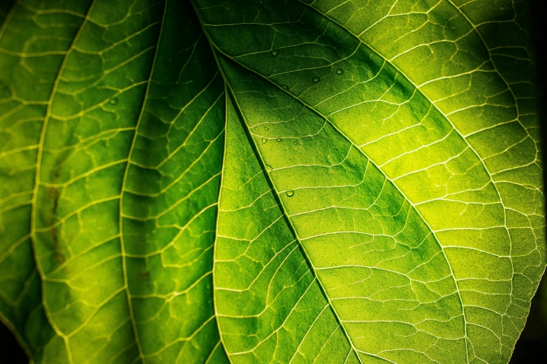 a close up s of a leaf showing the bright green colors