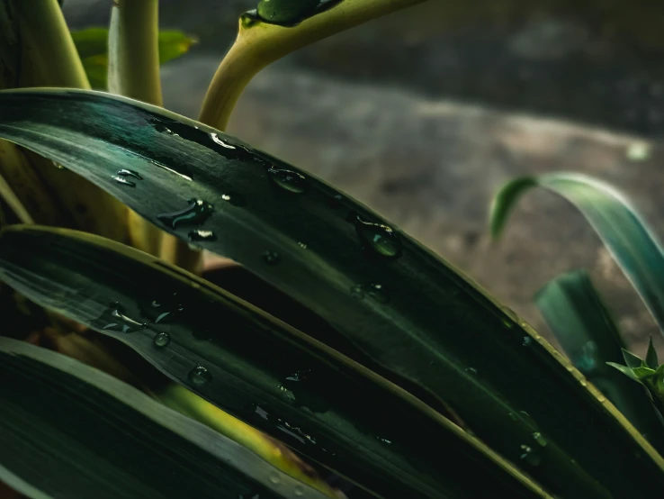 a potted plant with rain droplets on it