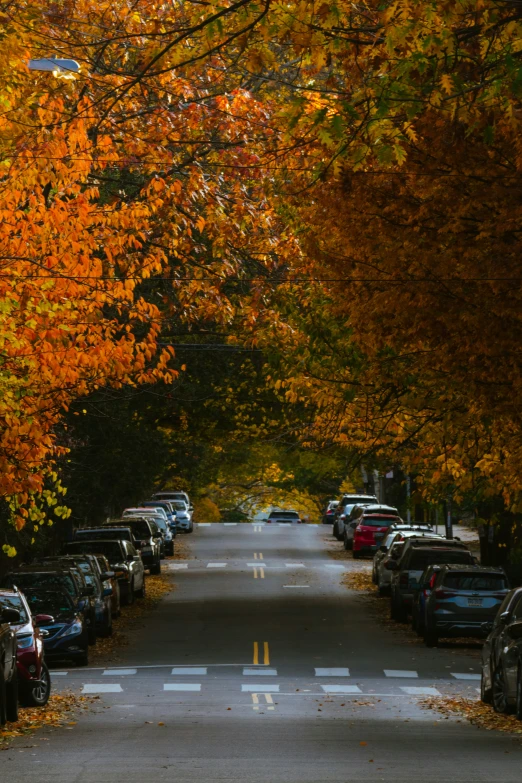 a street lined with many parked cars in the middle of a forest