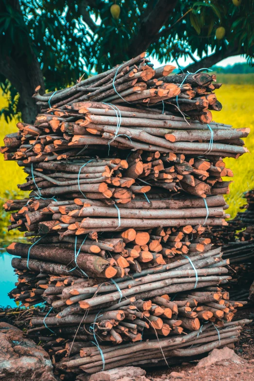 a pile of fire wood and wire mesh by a tree