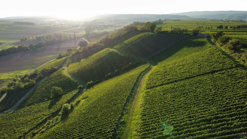 the farm area near a town is covered in vines