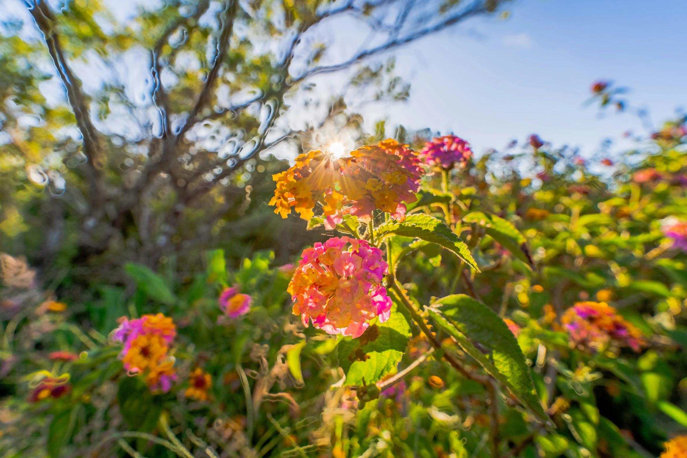 a bush with many flowers next to a forest