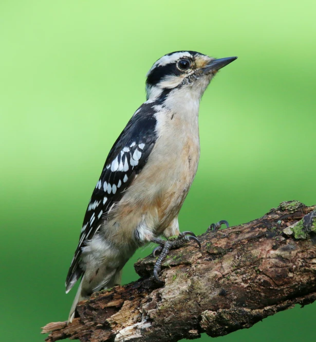 a bird is perched on a tree nch