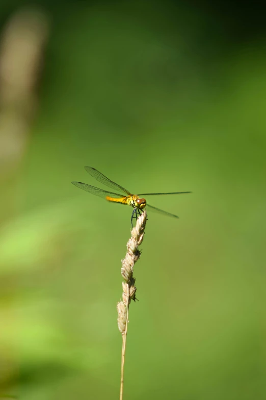 an insect that is perched on some grass