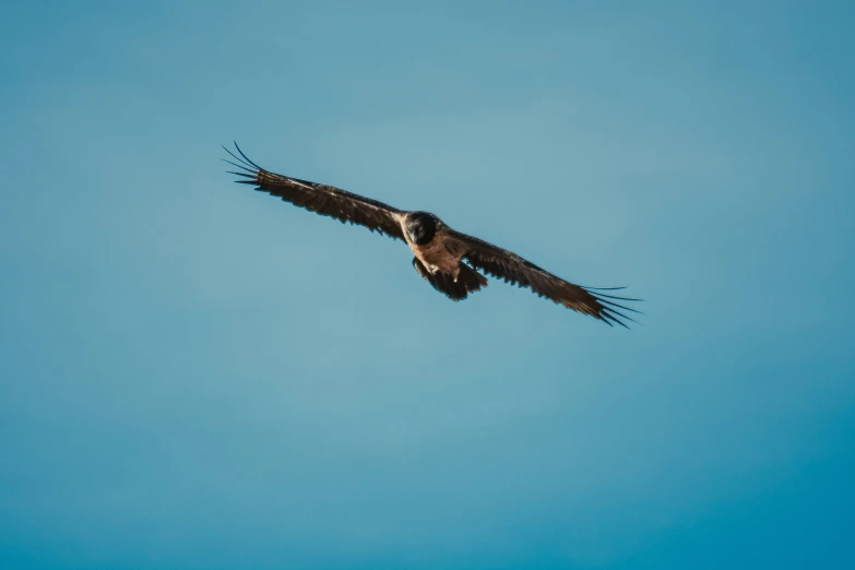 a large bird flying through the sky on a clear day
