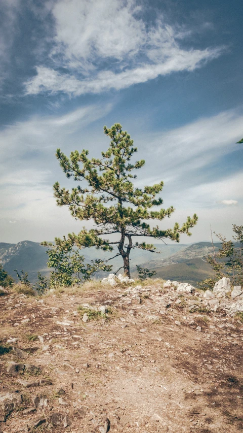 a lone pine tree on the top of a hill