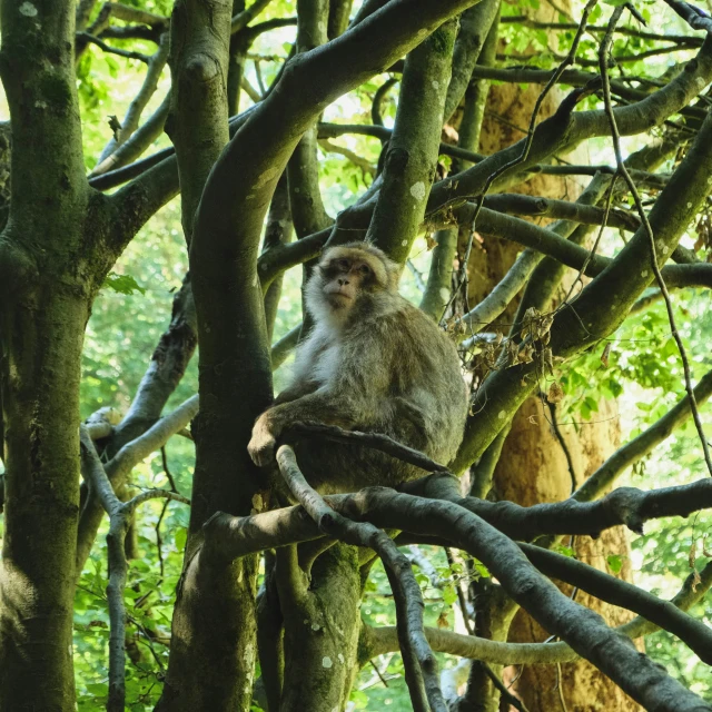 monkey in tree with nches and trees behind it