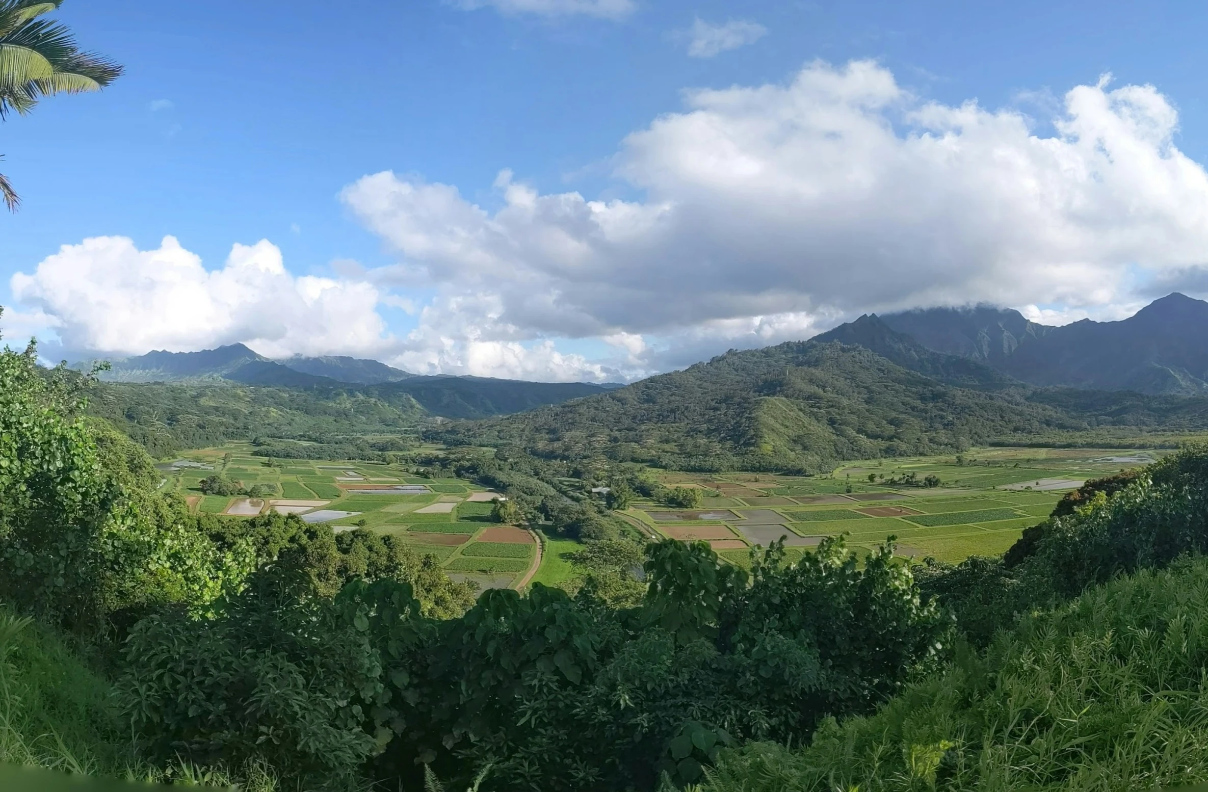 trees are on the bank of a stream by some mountains