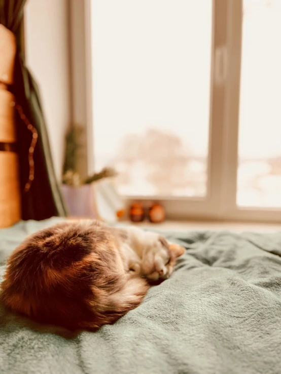 a cat laying on top of a green blanket