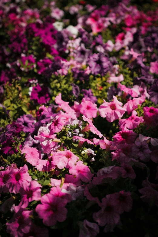 a bed of purple flowers with green leaves