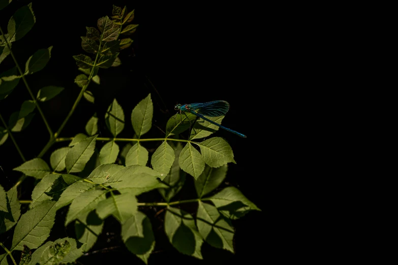 a dragonfly perched on a tree nch in the dark