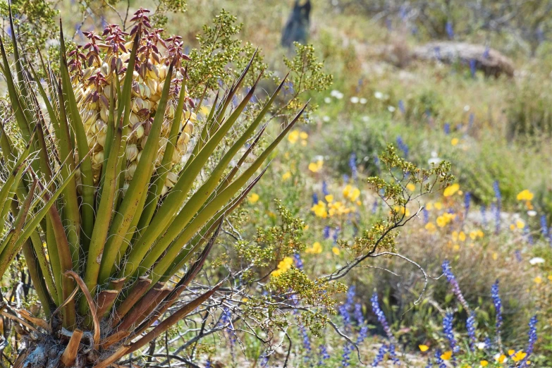 a close up view of some very pretty flowers in the wild