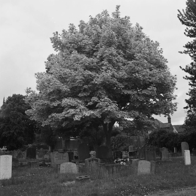 the old cemetery on a foggy day