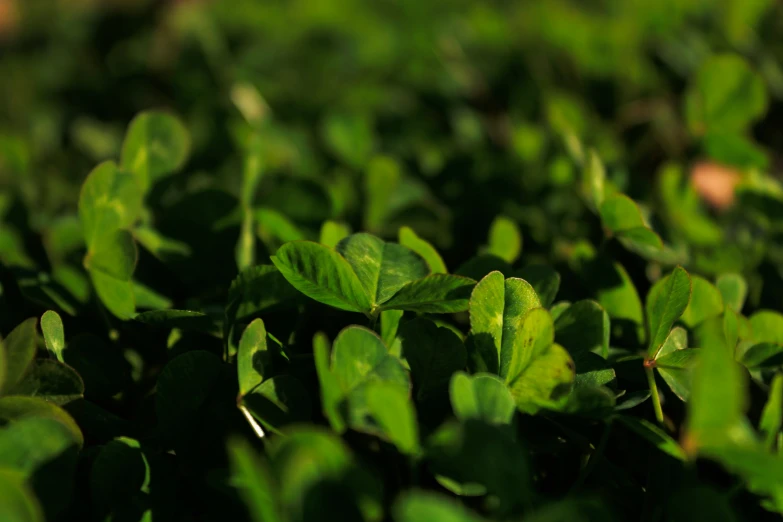 a close - up of plants covered in green leaves