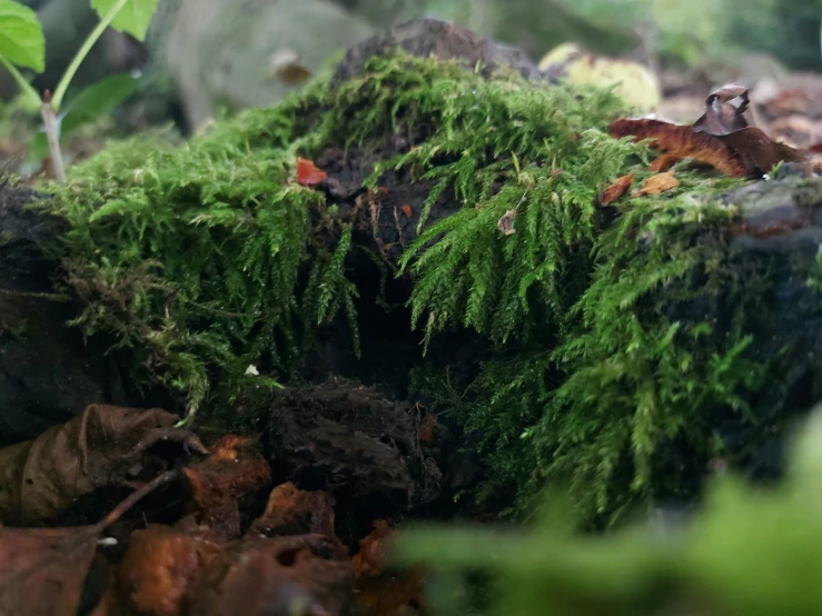 moss is growing on a tree stump in the forest