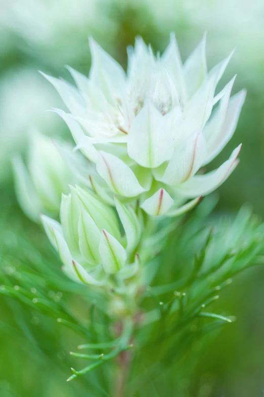 a close up of white flowers that are in the air