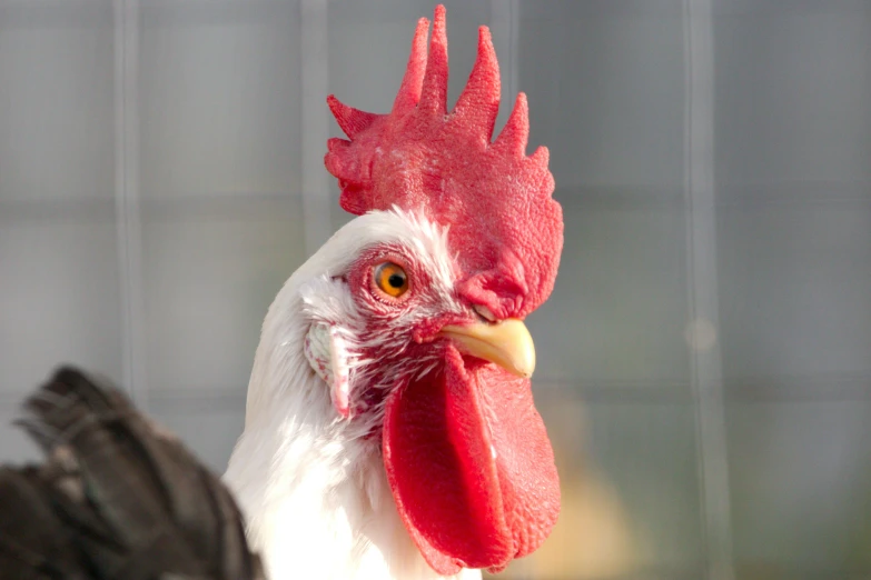 a close up view of a rooster's head and beak