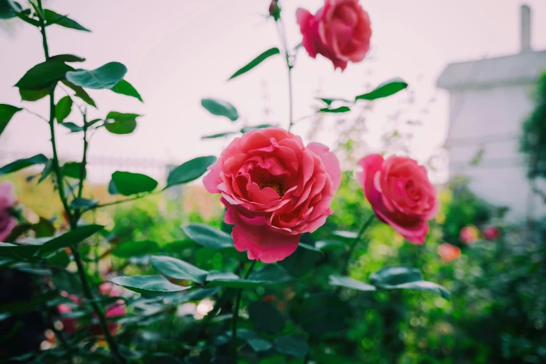 pink flowers are blooming in the bush, with a house in the distance