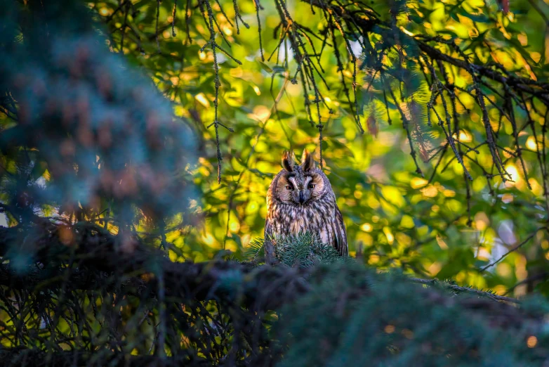 a brown owl is sitting in a wooded area