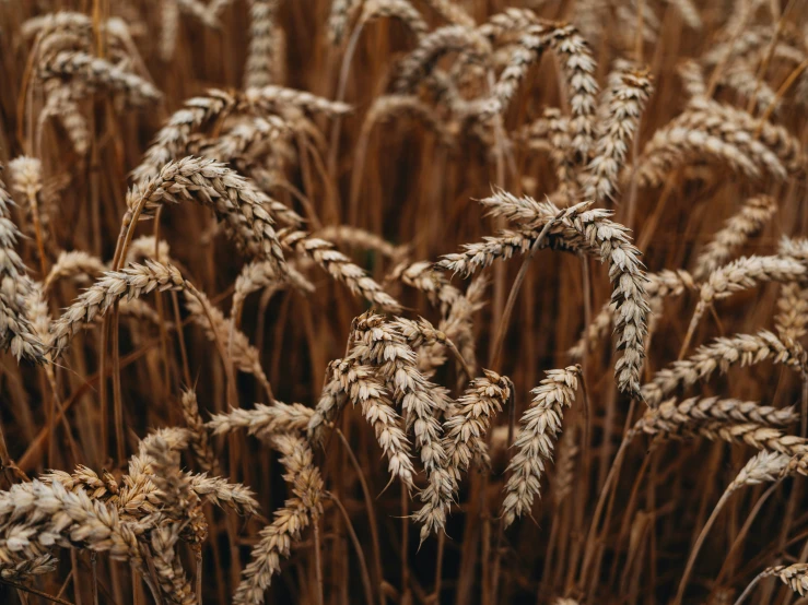 a field with lots of tall grass in the middle